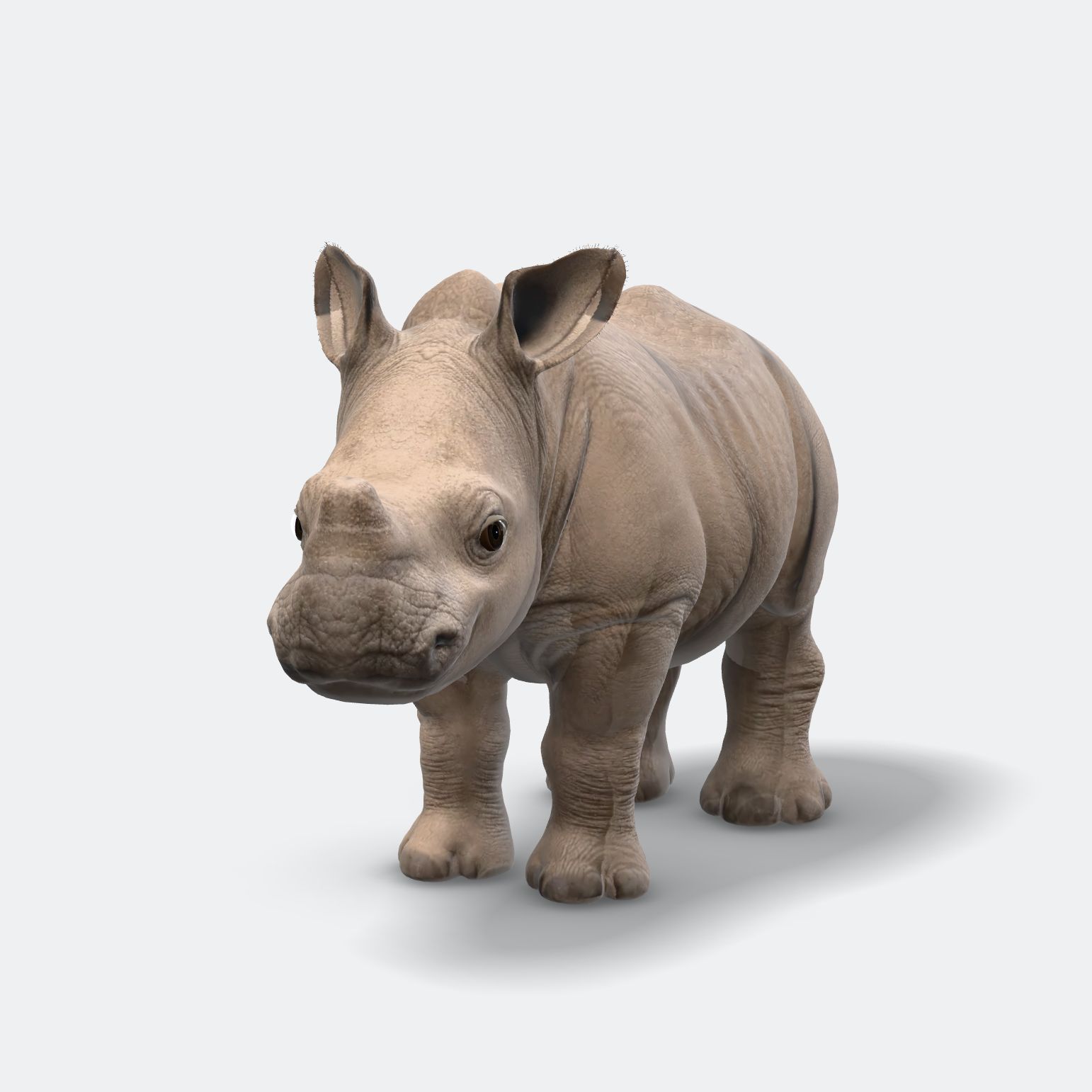 Njamba, a baby rhino with soft grey skin, a round face, and a small horn nub